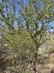 Diphysa occidentalis