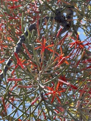 Psittacanthus sonorae