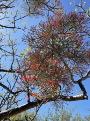 Psittacanthus sonorae