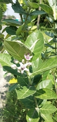 Calotropis gigantea