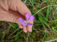 Dianthus gallicus