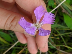 Dianthus gallicus