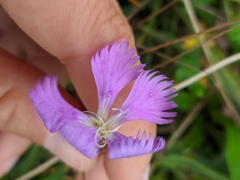 Dianthus gallicus