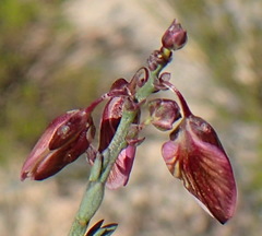 Polygala microlopha