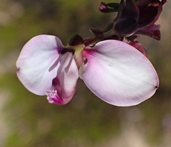 Polygala microlopha