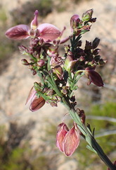 Polygala microlopha