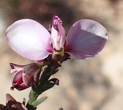 Polygala microlopha
