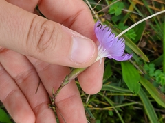 Dianthus gallicus