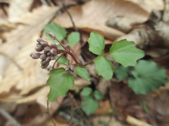 Cardamine flagellifera