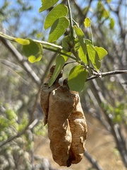 Diphysa occidentalis