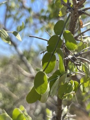 Diphysa occidentalis