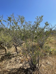 Diphysa occidentalis