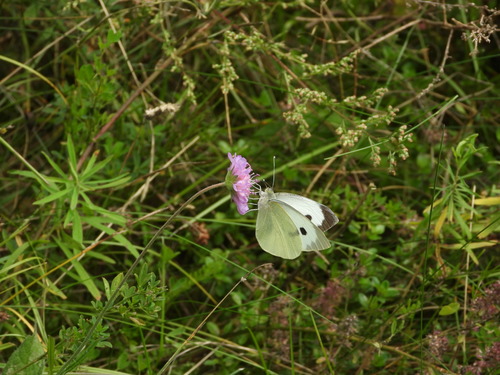 Kopūstinis Baltukas