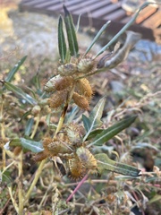 Xanthium spinosum