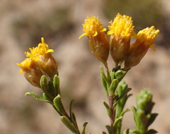 Oedera resinifera