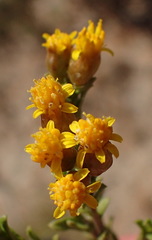 Oedera resinifera