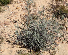Pentzia dentata