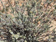 Pentzia dentata
