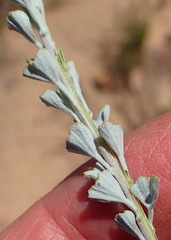 Pentzia dentata