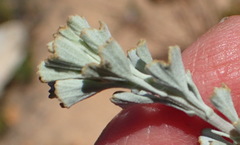 Pentzia dentata