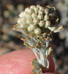 Pentzia dentata