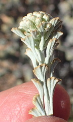 Pentzia dentata