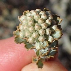 Pentzia dentata