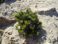 Limbarda crithmoides longifolia