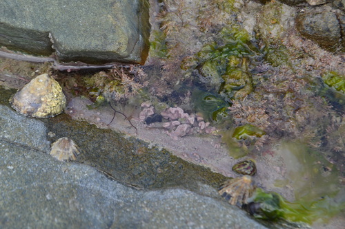 Representative image of Lithophyllum bathyporum