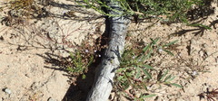 Wahlenbergia debilis