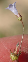 Wahlenbergia debilis