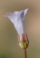 Wahlenbergia debilis