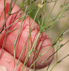 Wahlenbergia debilis