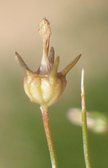 Wahlenbergia debilis