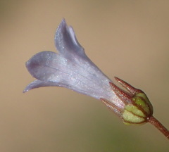 Wahlenbergia debilis