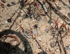 Wahlenbergia debilis