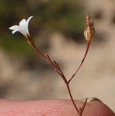 Wahlenbergia debilis