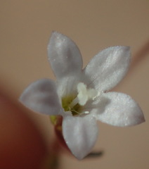 Wahlenbergia debilis