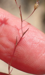 Wahlenbergia debilis