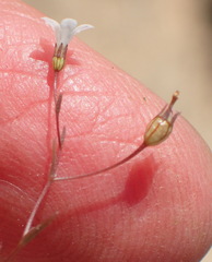 Wahlenbergia debilis