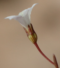 Wahlenbergia debilis