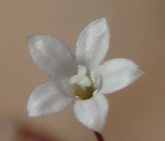 Wahlenbergia debilis