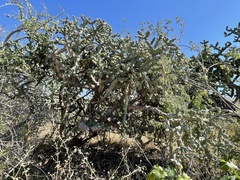 Cylindropuntia cholla