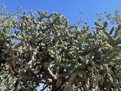 Cylindropuntia cholla