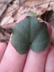 Cardamine flagellifera