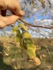 Robinia pseudoacacia