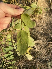 Robinia pseudoacacia