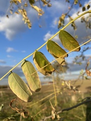 Robinia pseudoacacia