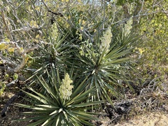 Yucca capensis
