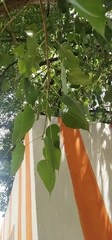 Ficus religiosa
